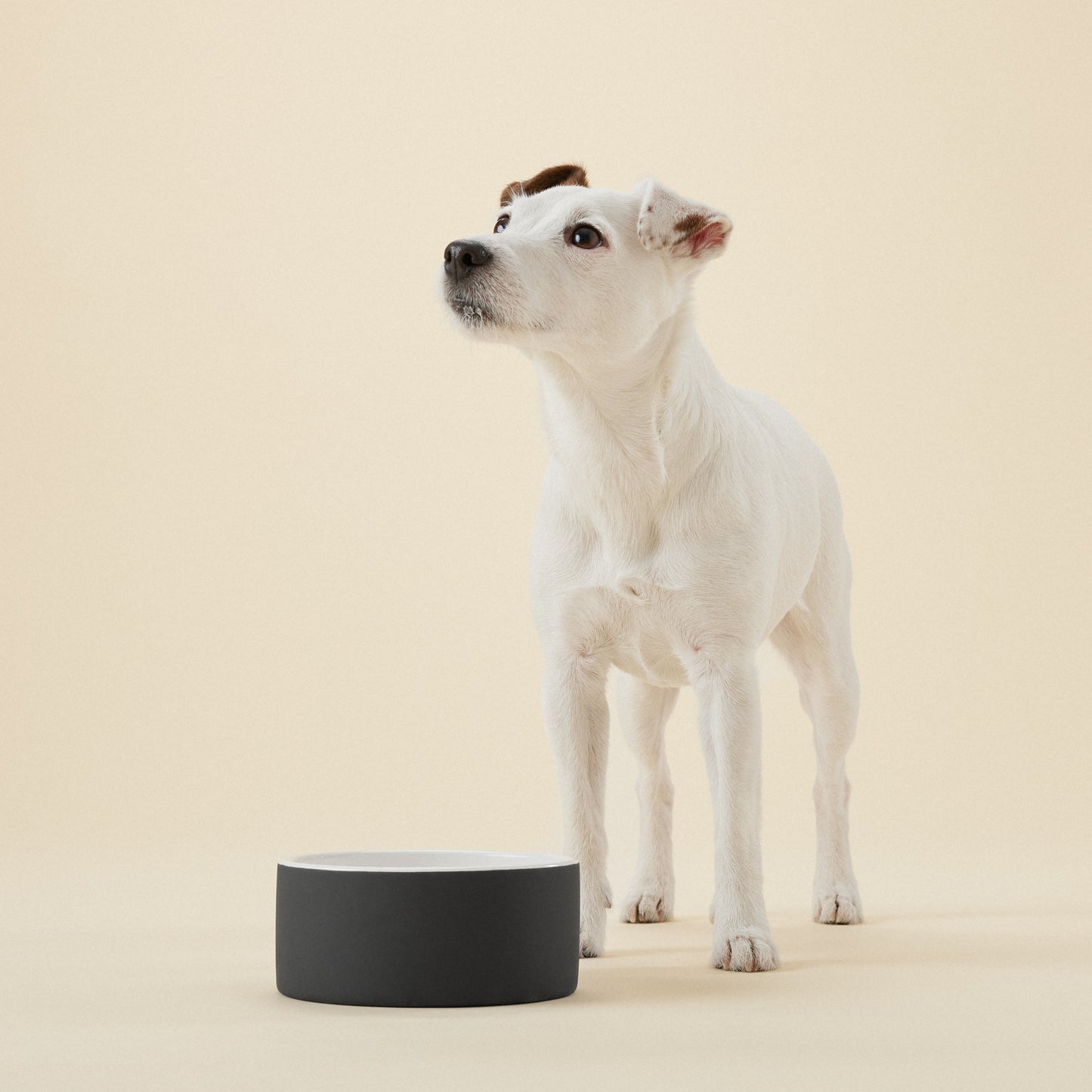 Cool Bowl Black M for Pets