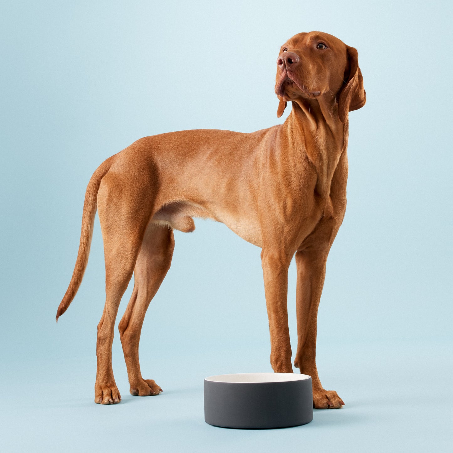 Cool Bowl Black L for Pets
