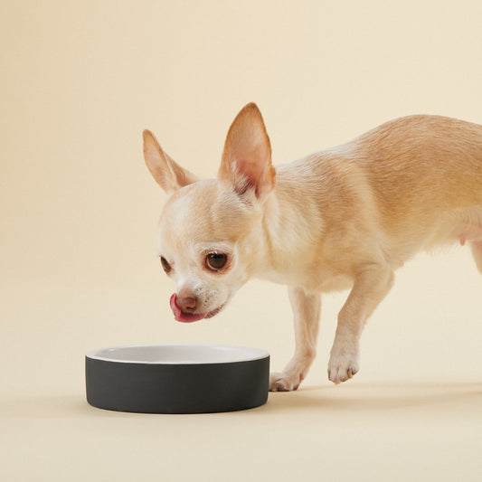 Cool Bowl Black XS for Pets