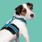 Storm Dog harness and leash - Size XS