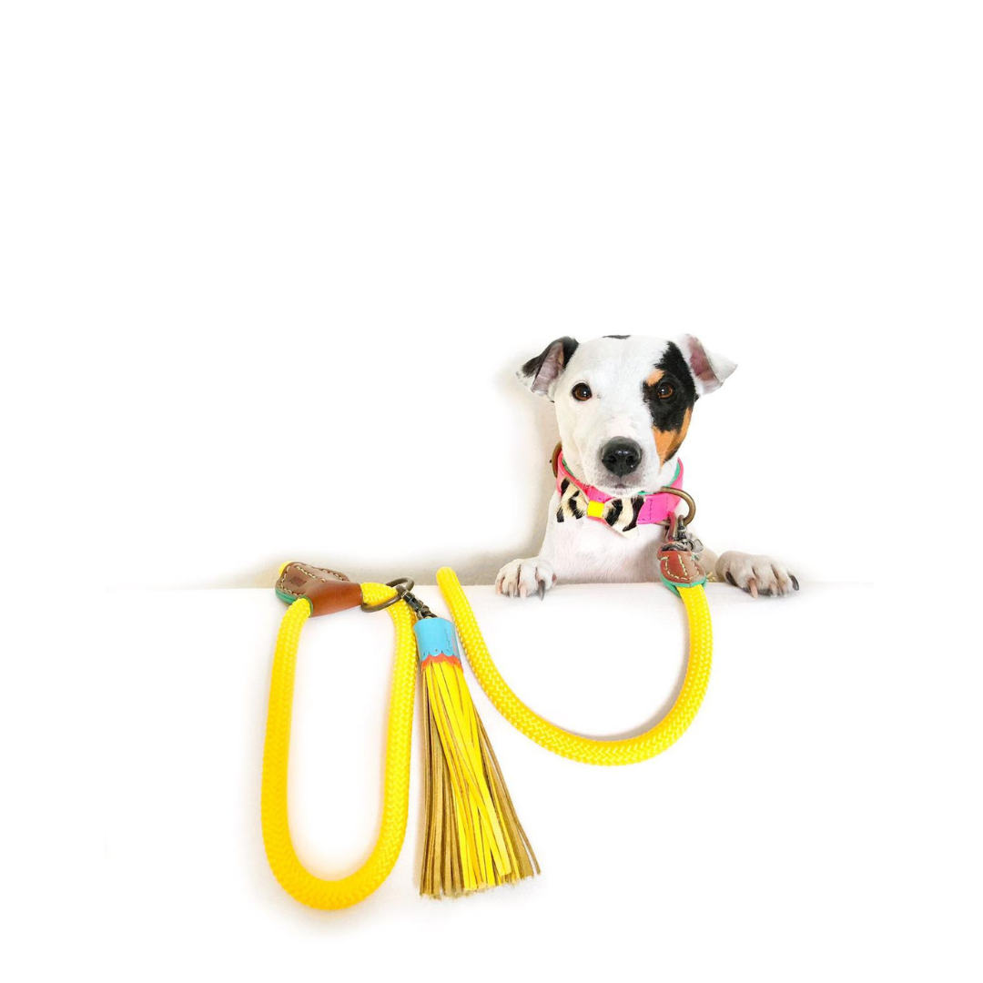 Sunny Dog Leash - Size S